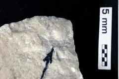 Foto (Detailansicht) von Decapoda indet. (NHMW-GEO-1990-0041-0437)